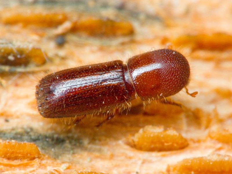 Xyleborus monographus (Fabricius, 1792)